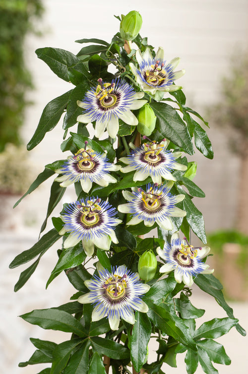 Lot Of 2 Passionflower 'Caerulea' XL 120Cm - Outdoor Plants