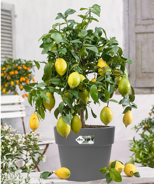 Lemon 'Citrus Limon' On Stem XL - Indoor + Outdoor Plants