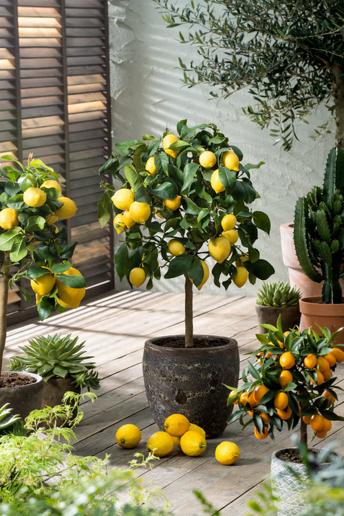 Lemon 'Citrus Limon' On Stem - Indoor + Outdoor Plants