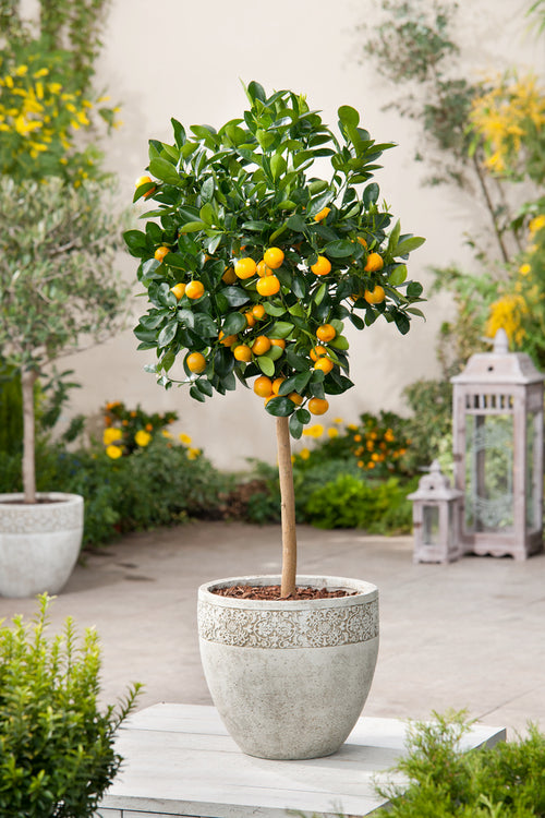 Mini Oranger 'Citrus Calamondin' on stem - Indoor & Outdoor Plants