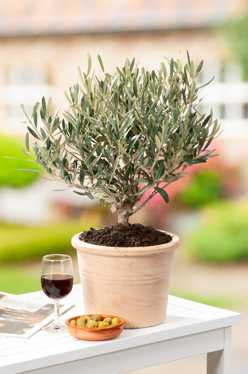 XL Olea Bonsai in a bowl - Indoor & Outdoor Plants