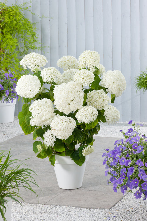 Pack of 2 Hydrangea 'Strong Annabelle