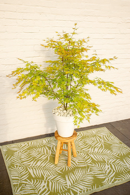 Acer Palmatum 'Orange Lace' - Outdoor Plants
