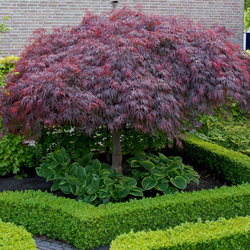 Erable Du Japon Acer 'Garnet' red - Ø 19 Cm / ↕ 50-70 Cm - Outdoor Plants New Outdoor Plants Perfect Plant