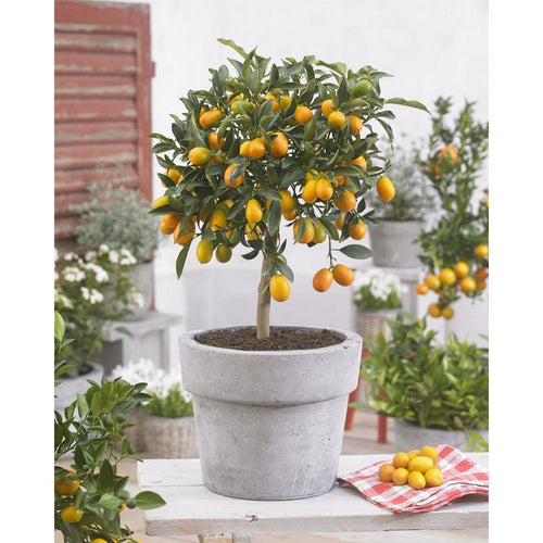 Large Kumquat Tree on Stem - Perfect Plant - The Bradery