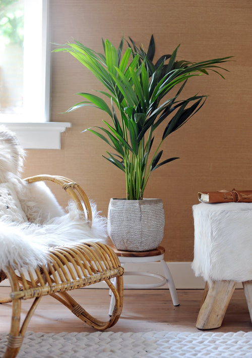 Large Indoor Palm Kentia - Indoor Plants - Perfect Plant - The Bradery