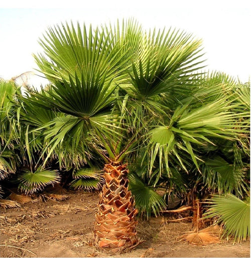 Large Mexican Fan Palm - Outdoor Plants - Perfect Plant - The Bradery