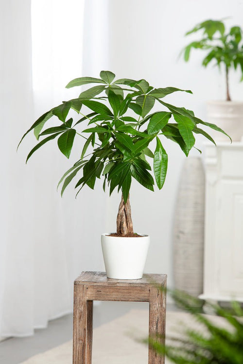 Lot De 2 Arbres D'Argent - Indoor Plants - Perfect Plant - The Bradery