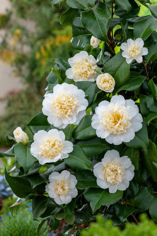 Pack Of 2 Brushfield's Yellow Japanese Camellias - Outdoor Plants - Perfect Plant - The Bradery