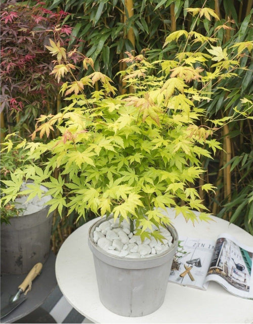 Lot De 3 Érables Japonais XL - Outdoor Plants - Perfect Plant - The Bradery