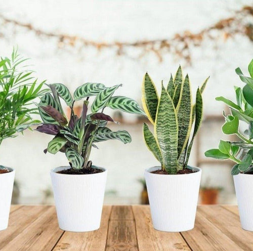 Lot De 4 Plantes D'Intérieur Robustes - Indoor Plants - Perfect Plant - The Bradery