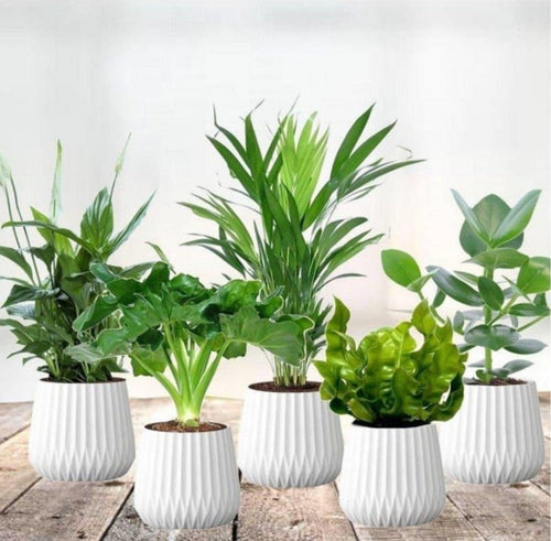 Lot Of 5 Air Purifying Indoor Plants - Indoor Plants - Perfect Plant - The Bradery