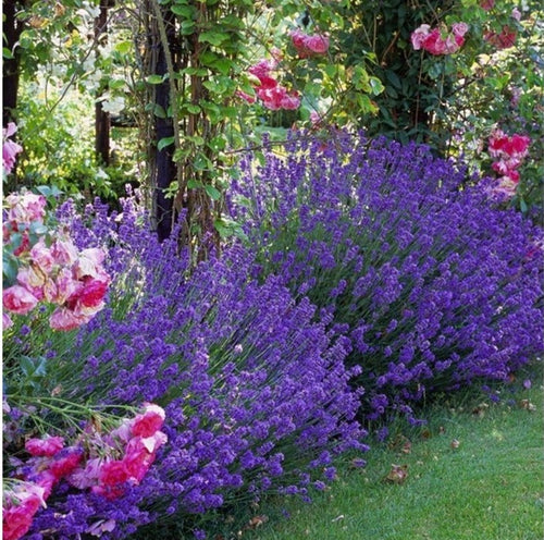 Lot Of 6 Lavender Shrubs - Outdoor Plants - Perfect Plant - The Bradery