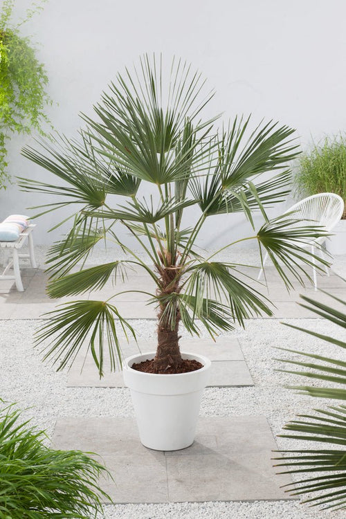 Asian Wind Palm - Outdoor Plants - Perfect Plant - The Bradery