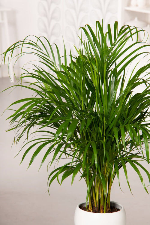 Palm tree Areca XL - Indoor plants - Perfect Plant - The Bradery