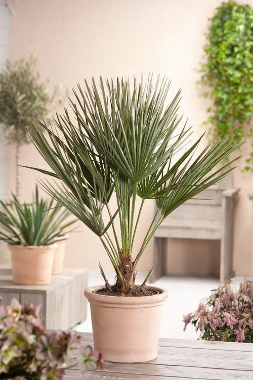 European Dwarf Palm XL - Outdoor Plants - Perfect Plant - The Bradery