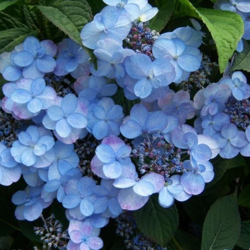 Set Of 2 Hydrangea Summerglow (Blue) - Ø 19 Cm / ↕ 25-40 Cm - Outdoor Plants New Outdoor Plants Perfect Plant
