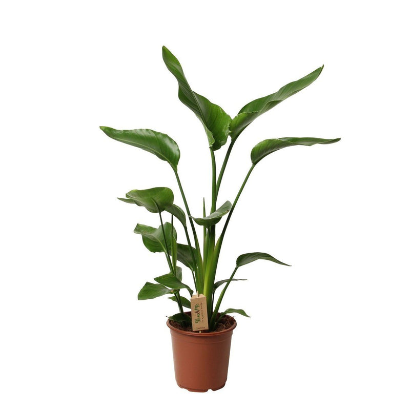 Plant in a Box - Strelitzia Reginea - Plante oiseau du paradis - Plante  verte interieur vivante exotiques d'interieur - Pot 9cm - Hauteur 25-40cm :  : Jardin