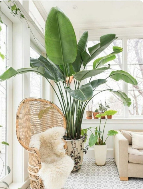 Strelitzia Bird of Paradise XXL - Indoor Plants - Perfect Plant - The Bradery